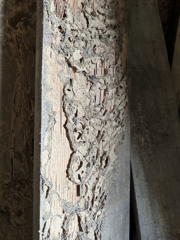  Maison à Biscarrosse : comment reconnaître une infestation de termites ?