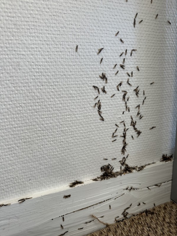  Maison à Biscarrosse : comment reconnaître une infestation de termites ?