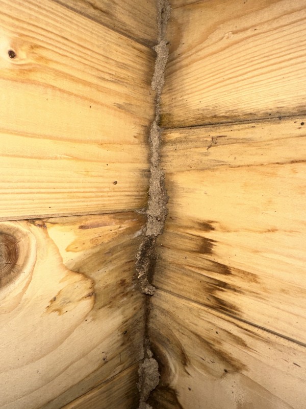  Maison à Biscarrosse : comment reconnaître une infestation de termites ?