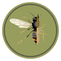 Diagnostics termites